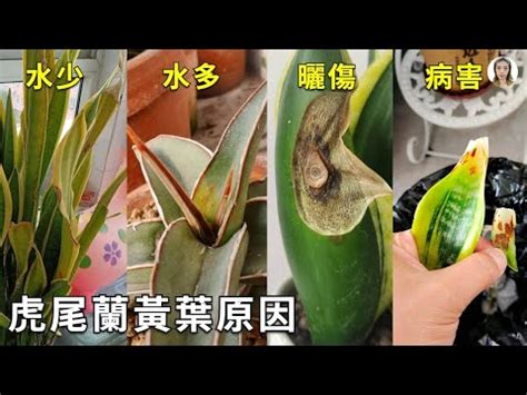 虎尾蘭 葉子變黃|虎尾蘭變黃怎麼辦？這些秘訣讓你的虎尾蘭重獲新生！